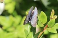 Celastrina argiolus