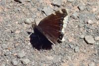 Nymphalis antiopa