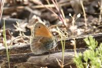 Coenonympha pamphilus