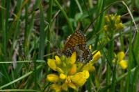 Melitaea cinxia
