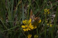 Melitaea cinxia