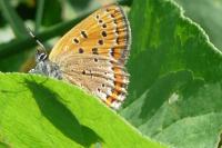 Lycaena helle perretei