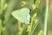 Callophrys rubi