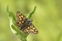 Carterocephalus palaemon