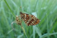 Melitaea diamina