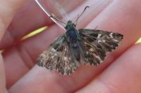 Muschampia floccifera