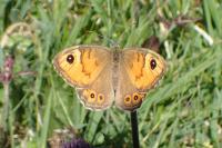 Lasiommata maera