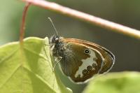 Coenonympha arcania