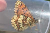 Melitaea athalia