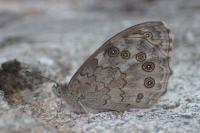 Lasiommata maera