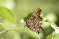 Polygonia c-album
