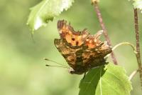 Polygonia c-album