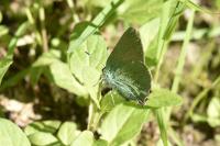 Callophrys rubi
