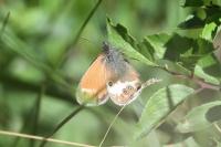 Coenonympha arcania