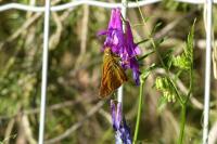 Ochlodes sylvanus