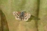 Pyrgus malvae