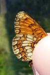 Melitaea athalia