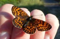 Melitaea athalia