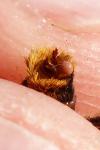 Melitaea athalia