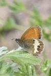 Coenonympha arcania