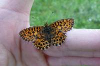 Boloria dia