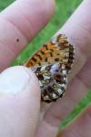 Boloria dia