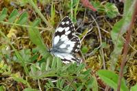 Melanargia galathea
