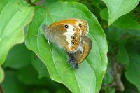 Coenonympha arcania