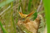 Thymelicus lineola