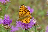 Speyeria aglaja