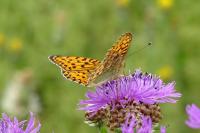 Speyeria aglaja