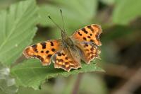 Polygonia c-album