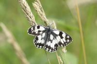 Melanargia galathea