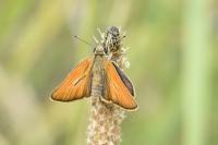 Thymelicus sylvestris