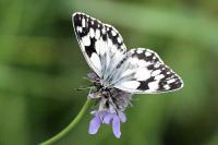 Melanargia galathea