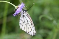 Aporia crataegi