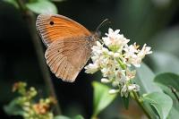 Maniola jurtina jurtina