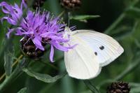 Pieris rapae