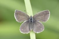 Cupido minimus