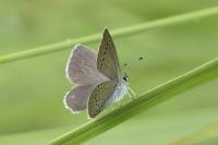 Cupido minimus
