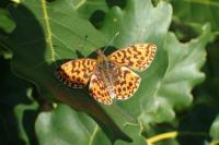 Boloria dia