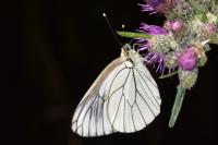 Aporia crataegi