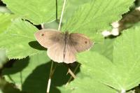 Maniola jurtina jurtina