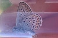 Plebejus argus