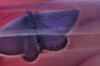 Plebejus argus