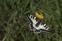Papilio machaon