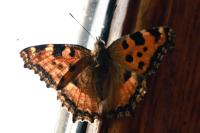 Nymphalis polychloros