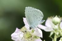 Celastrina argiolus