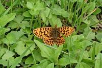 Boloria dia