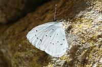 Celastrina argiolus